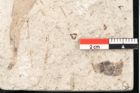 Foto (Detailansicht) von Sapindus graecus Unger (NHMW-GEO-2024-0188-8182)